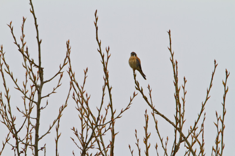 American Kestrel